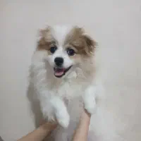 سگ پامر روباهی