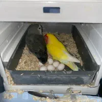 جفت کوتوله برزیلی مولد جوان
