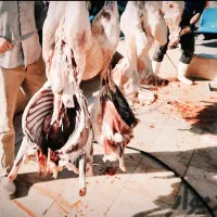 توجه توجه فروش تعاونی دام زنده شروع شد تنظیم بازار