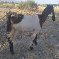 گیسه فروشی