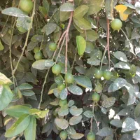 اجاره باغ لیمو ترش پر بار