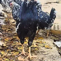 مرغ خروس گلین اصل و جوجه هاشون