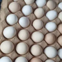تخم مرغ بومی