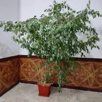 گل‌ طبیعی|گل و گیاه طبیعی|ملکشاهی, |دیوار