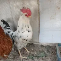 خروس سفیدوزیبا