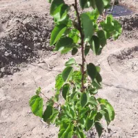 فروش زمین