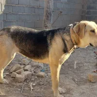 سگ پژدر|سگ|قوچان, |دیوار