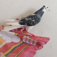 کبوتر شازده سبز ‌کاکلی نر