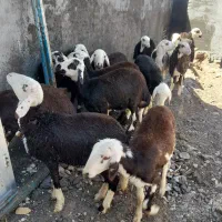 بره ماده پلنگی
