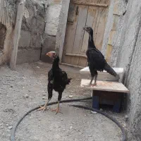 جوجه لاری تاج مهر ۷۵ روزه