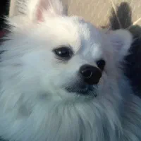 سگ نر پامر اصل یکساله