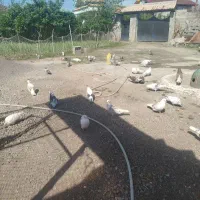 کبوتر نرو ماده برای فروش