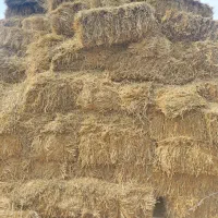 پرس گندم|لوازم جانبی حیوانات|چناران, |دیوار