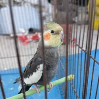 عروس هلندی نر