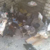 خروس سیاه
