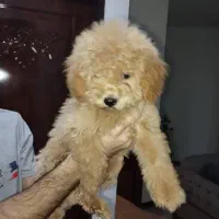 سگ پودل|سگ|مشهد, چهارچشمه|دیوار