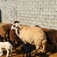 قوچ سفید فروشی