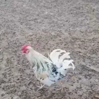 خروس