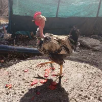 خروس|حیوانات مزرعه|محمدشهر, کوی بهار|دیوار