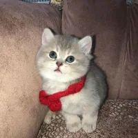 گربه بریتیش
