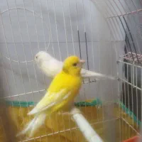 فروش قناری ماده