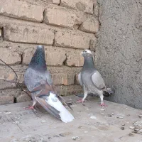 دمگیر سیمونی