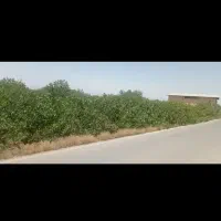 زمین بکبا(راحت آباد)