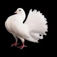 کفتر چتری
