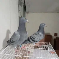 جوجه پلاکی