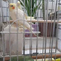 جوجه عروس هلندی ۵۰ روزه