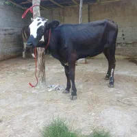 لیشه سپینتال