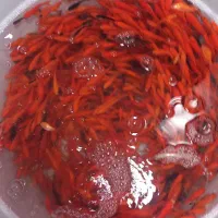 انواع ماهی عید قیمت منصفانه