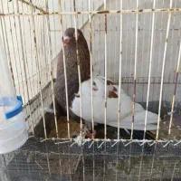 کبوتر سه رنگ بسیار زیبا