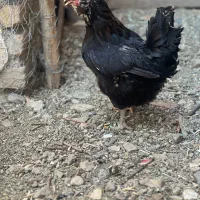 نیمچه و مرغ خروس