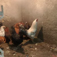 سلام خروس قیمت ۲ملیون