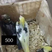 جوجه عروس