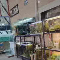 آکواریوم گلال