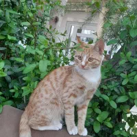 واگذاری گربه رایگان
