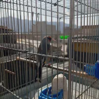 سهره نر کرمونی جفتی