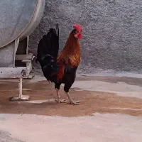 خروس و مرغ تخم گذار