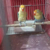 طوطی کوتوله برزیلی نژاد دار حلقه پلم پابلو یووینگ