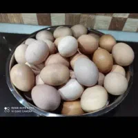 تخم مرغ|حیوانات مزرعه|بوشهر, |دیوار