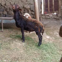 بره قوچ هترو قزل افشار نیم لخت اصیل