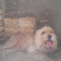 سگ پشمالو