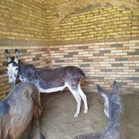 الاغ ماده چاق خوش ذات
