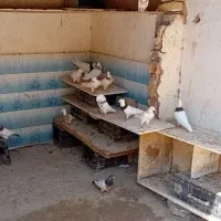 کبوتر طوقی فروشی