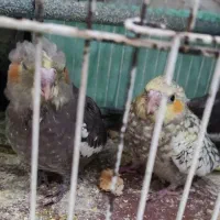 عروس هلندی جوجه