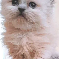 توله دو ماهه گربه هیمالین  (نر)