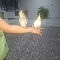 عروس هلندی خانگی