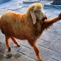 تنظیم شده قیمت کیفیت بالا صحرا چریده